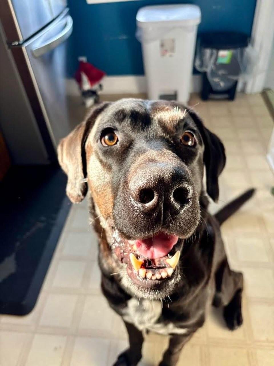 Enlarge Eugene, a Adoptable mixed breed in GUELPH, ON image 4/5