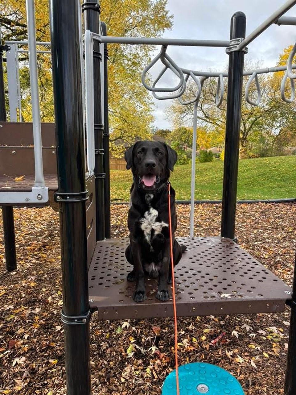 Enlarge Eugene, a Adoptable mixed breed in GUELPH, ON image 1/5