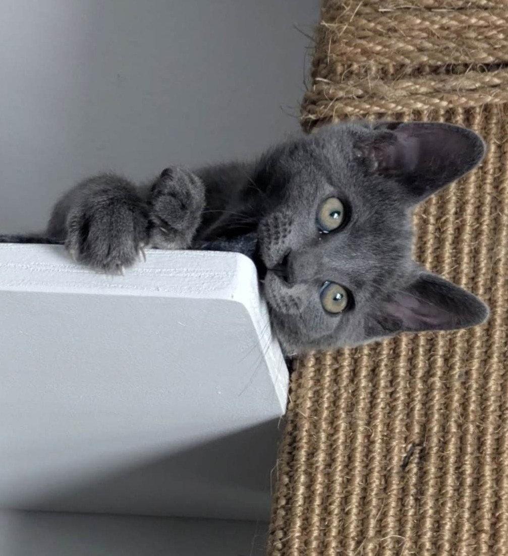 Enlarge Kitten Nina, a Adopted Domestic Short Hair in Seal Beach, CA image 1/3