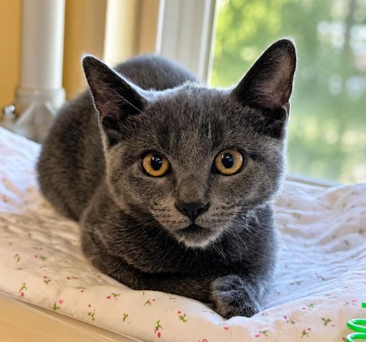 Enlarge Kitten Nina, a Adopted Domestic Short Hair in Seal Beach, CA image 2/3