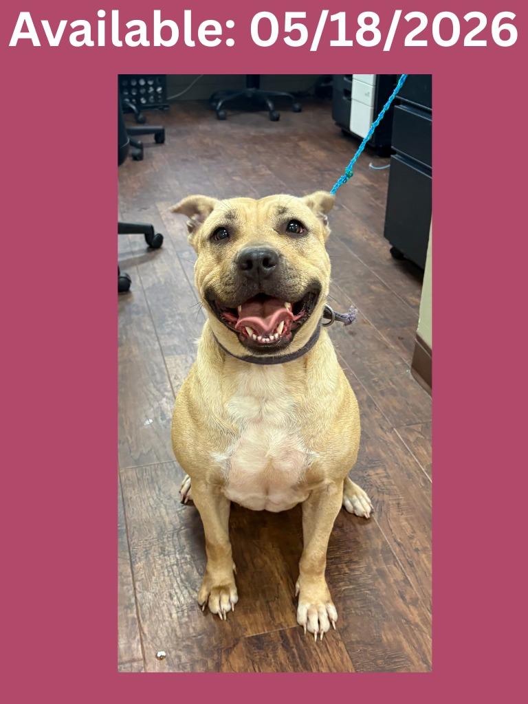 Enlarge Dog Kennel #30 Violet, a Adoptable mixed breed in Greenville, TX image 1/1