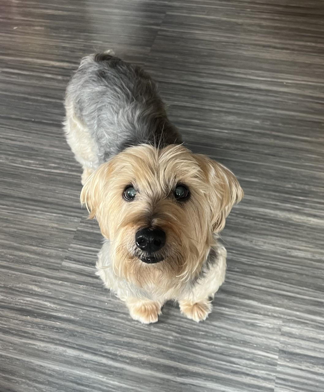 Enlarge Riley, a Adoptable Yorkshire Terrier in Wilmington, DE image 2/6