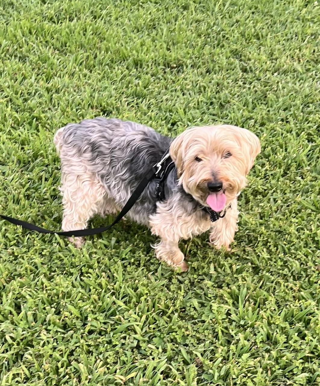 Enlarge Riley, a Adoptable Yorkshire Terrier in Wilmington, DE image 6/6