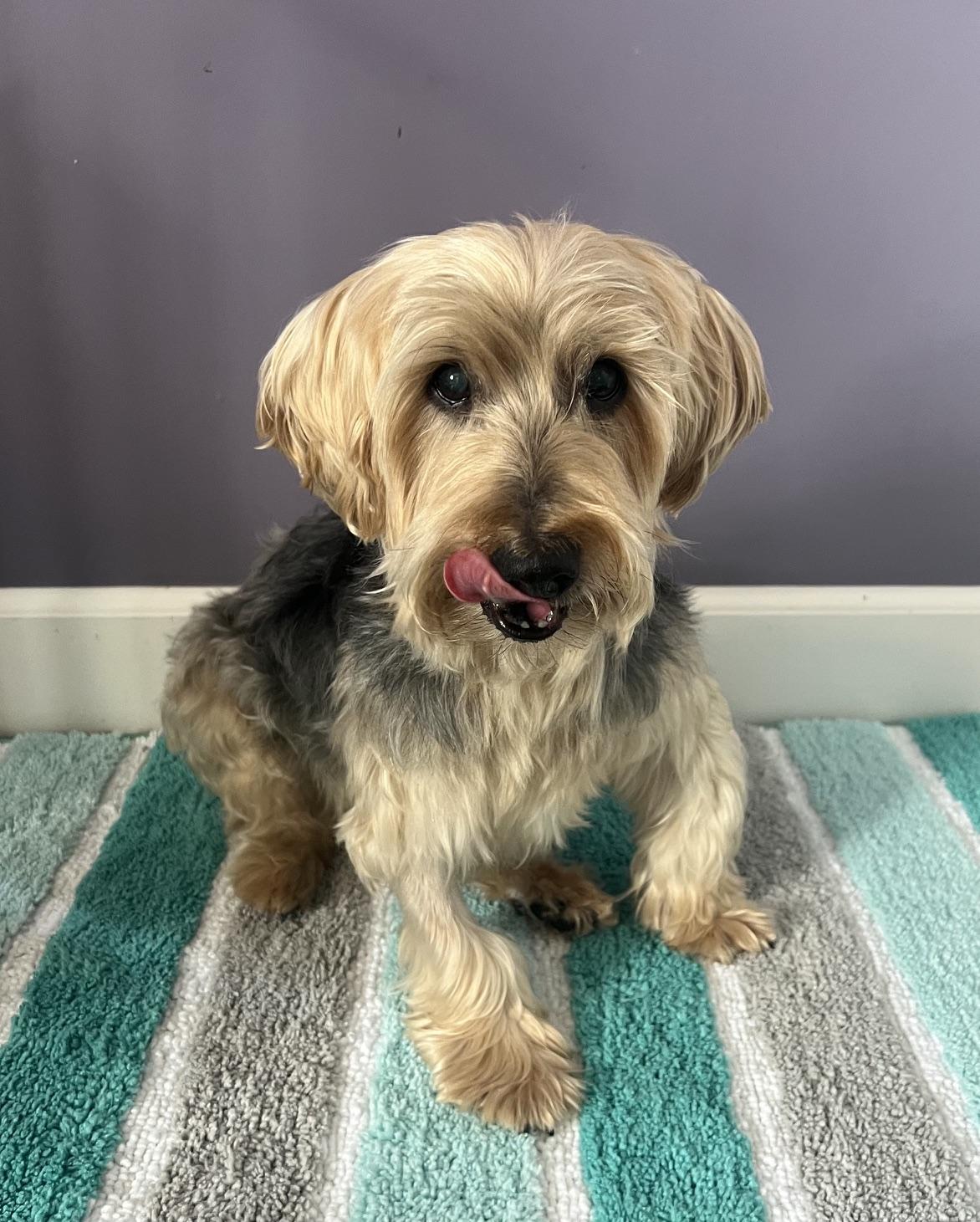 Enlarge Riley, a Adoptable Yorkshire Terrier in Wilmington, DE image 3/6