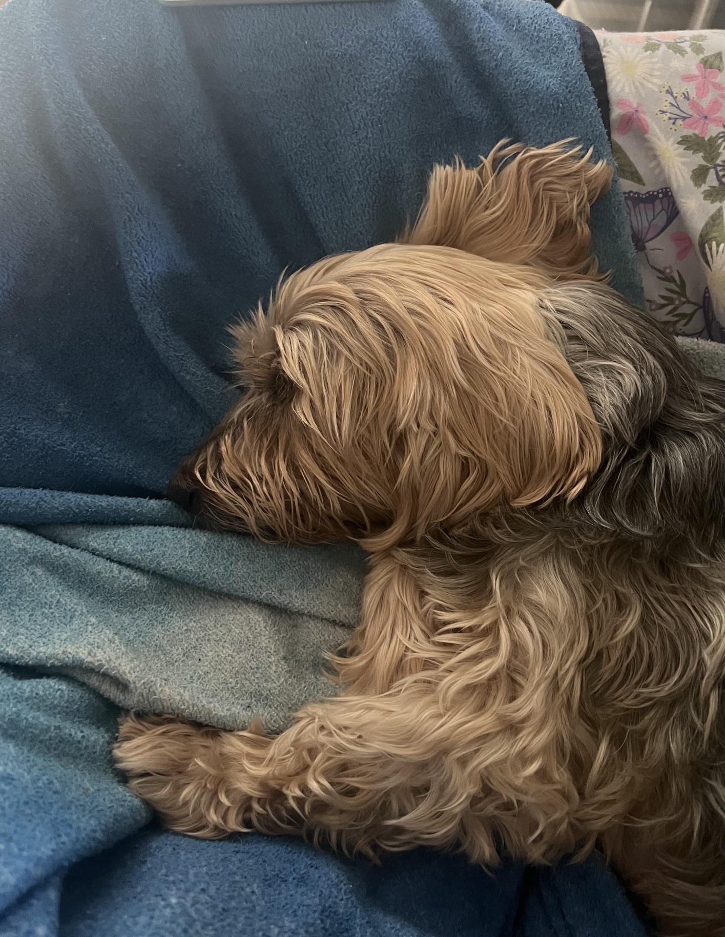 Enlarge Riley, a Adoptable Yorkshire Terrier in Wilmington, DE image 4/6
