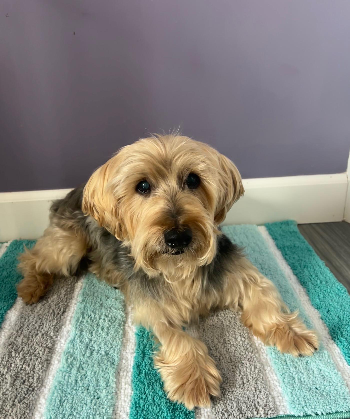 Riley, Adoptable, Senior Male Yorkshire Terrier.