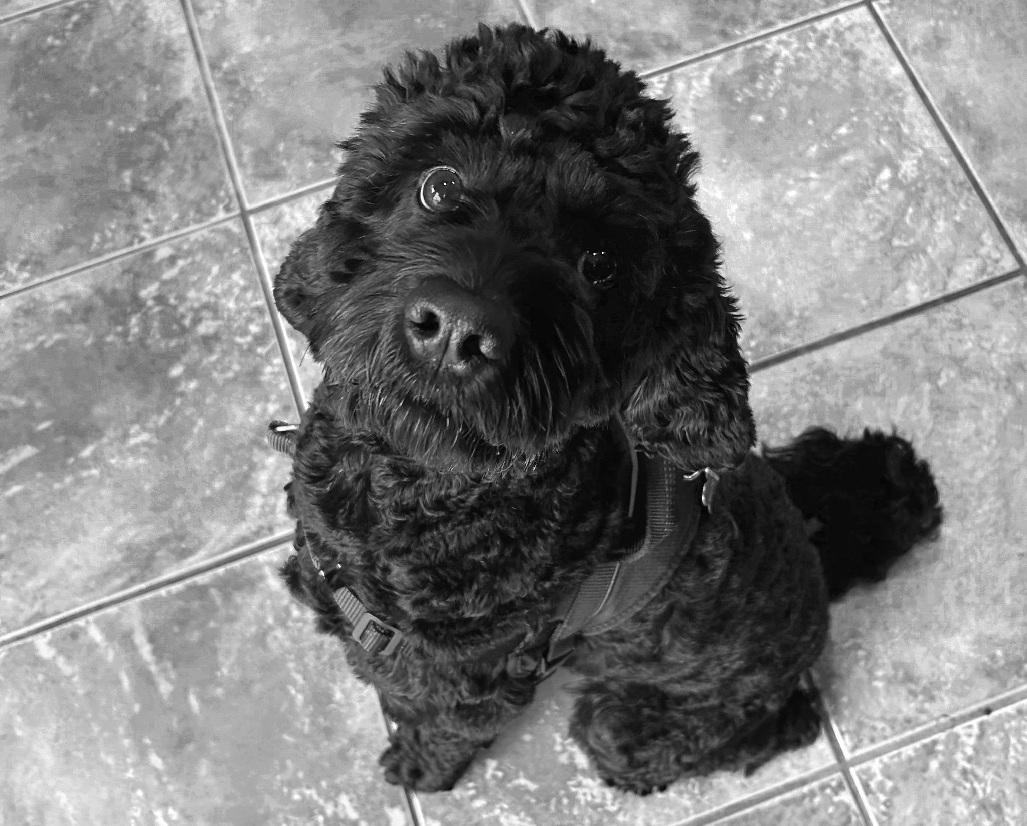 HAPPY, adopted, Young Female Cockapoo.