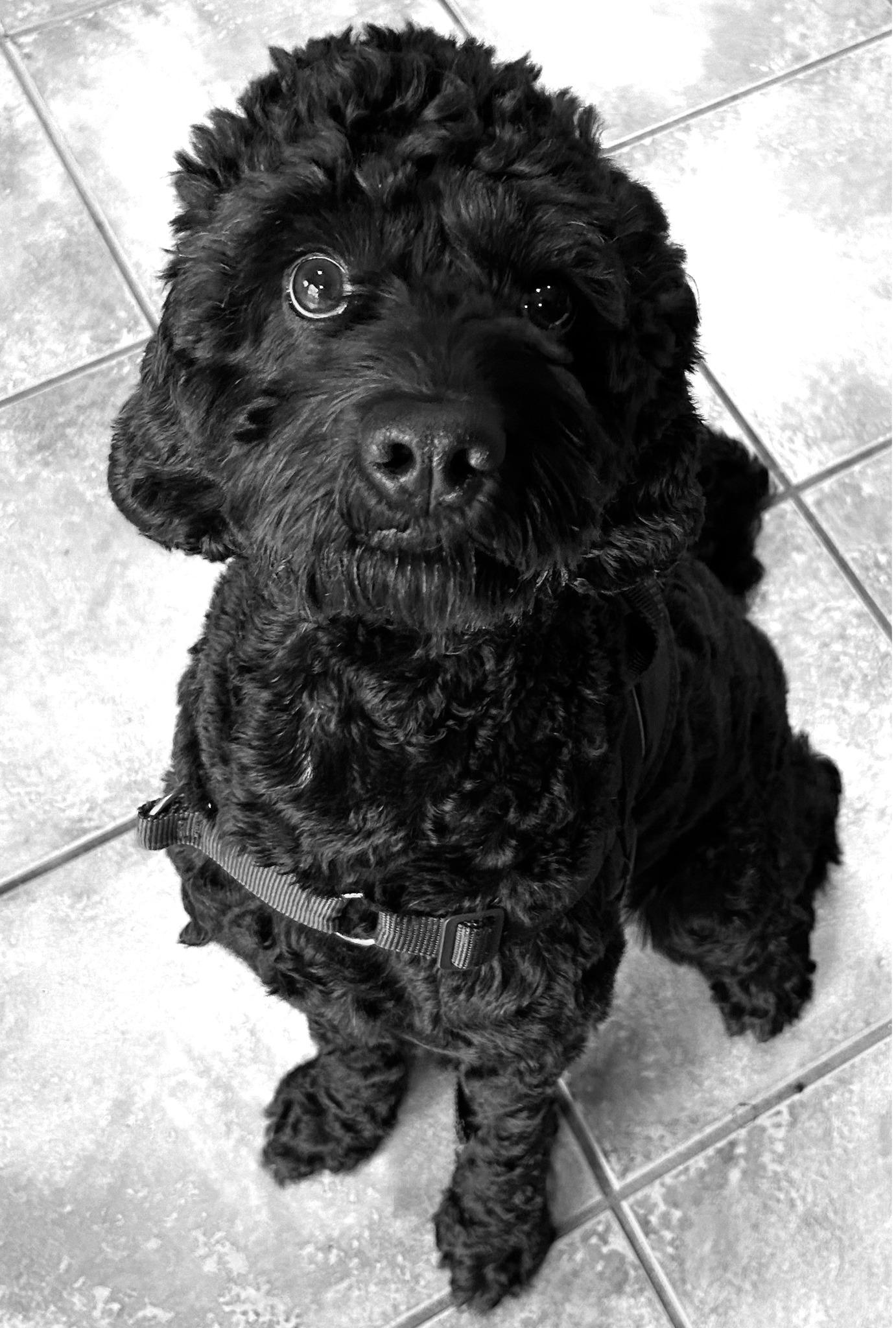 HAPPY, an adopted Cockapoo in Montreal, QC image 3/3