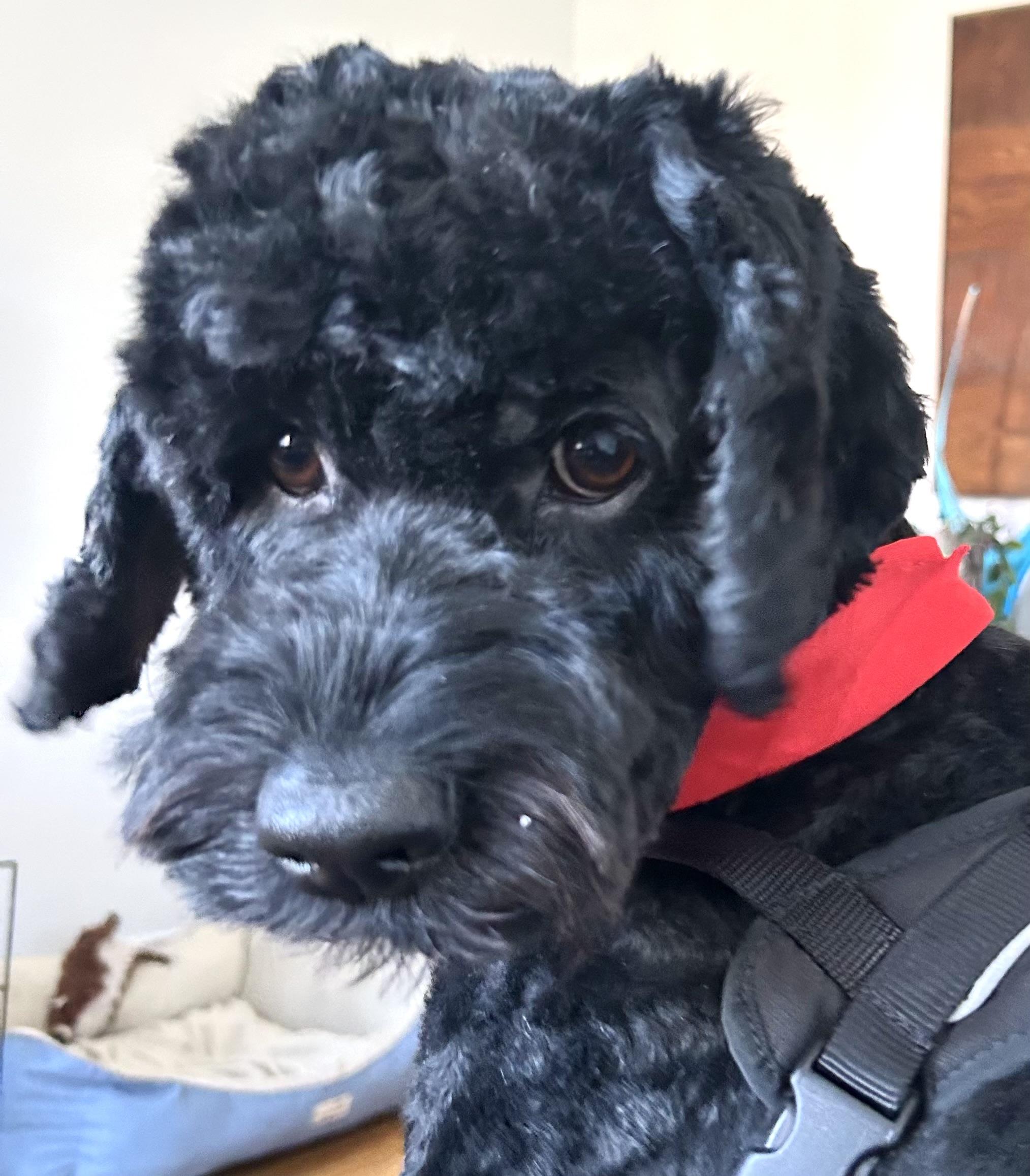 HAPPY, an adopted Cockapoo in Montreal, QC image 2/3