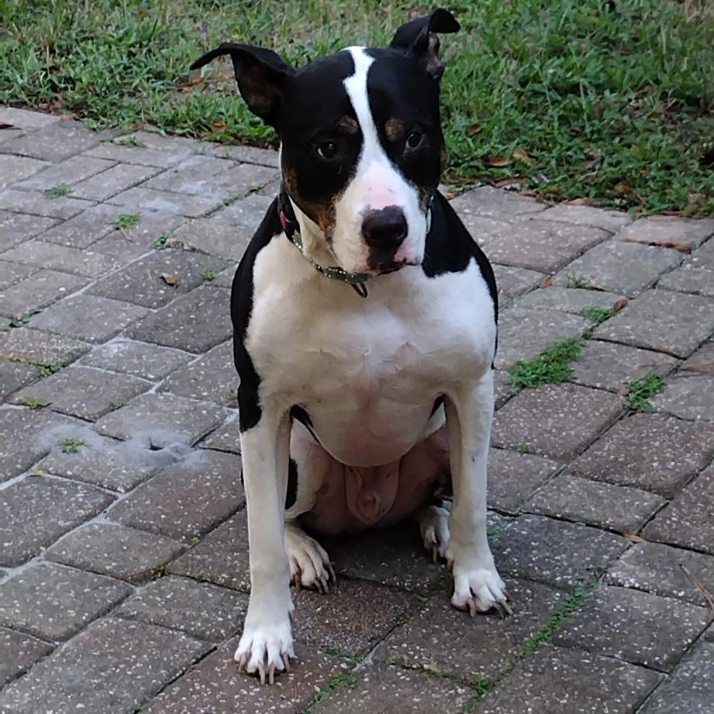 Enlarge Kip, a Adoptable Mixed Breed in Jacksonville Beach, FL image 1/6