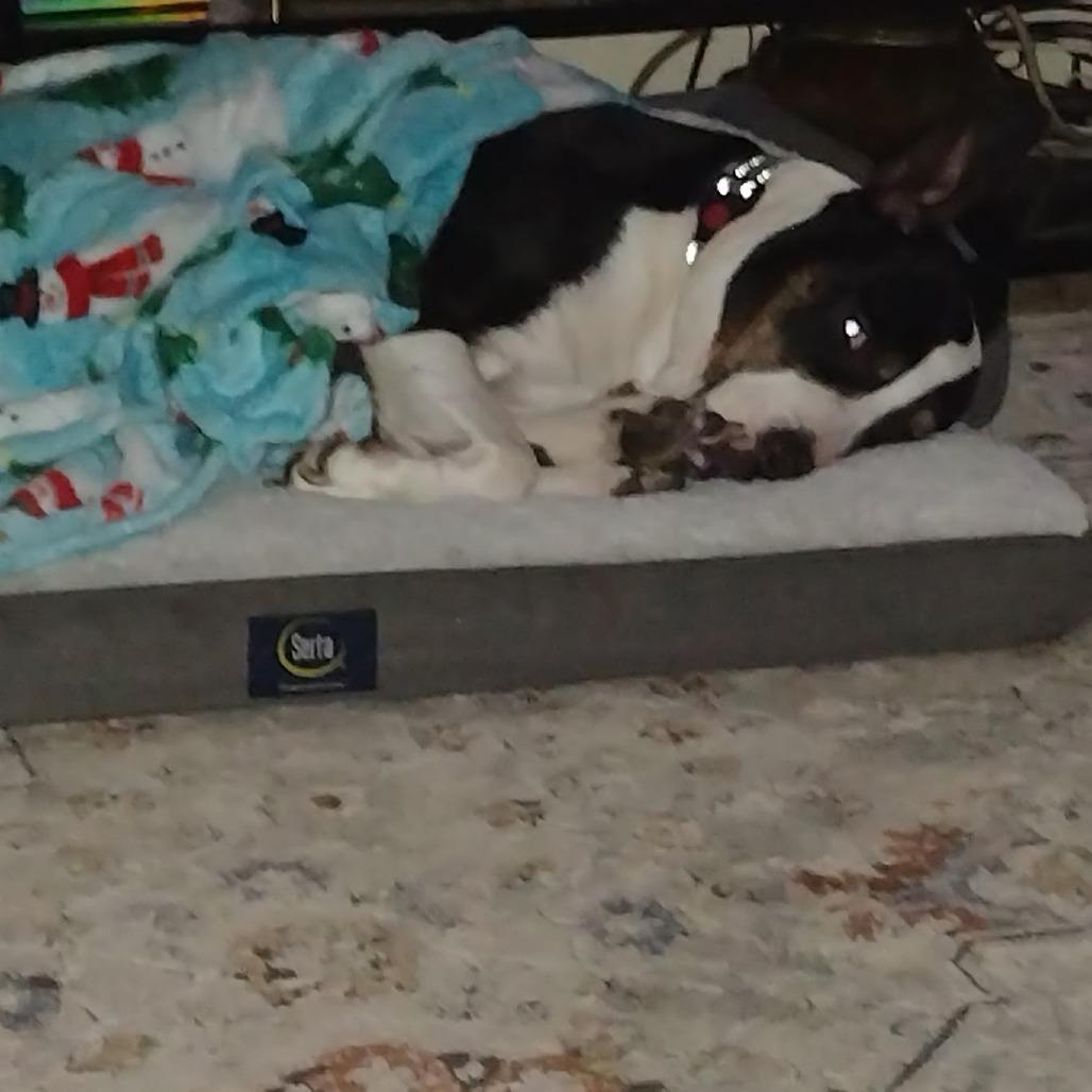 Enlarge Kip, a Adoptable Mixed Breed in Jacksonville Beach, FL image 3/6