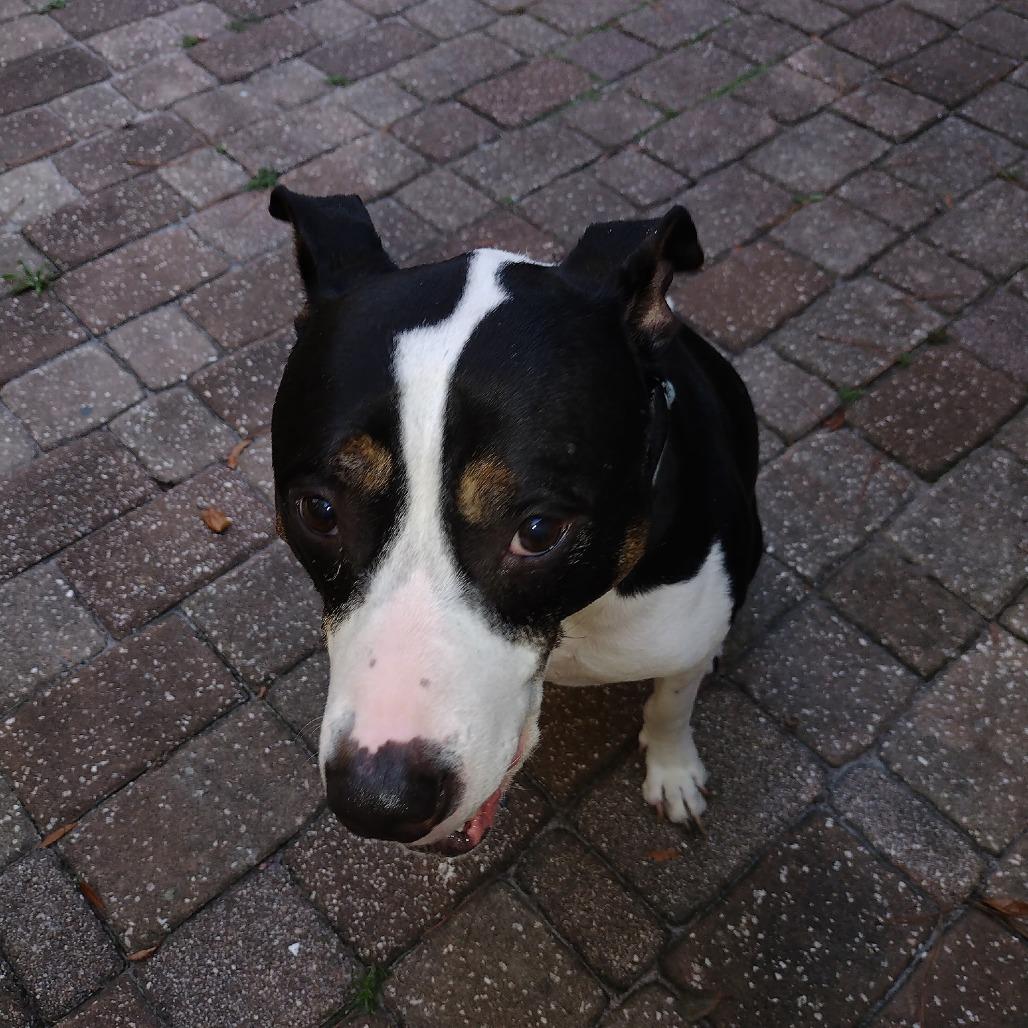 Enlarge Kip, a Adoptable Mixed Breed in Jacksonville Beach, FL image 5/6