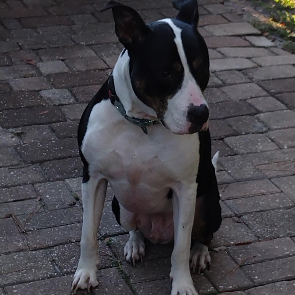 Enlarge Kip, a Adoptable Mixed Breed in Jacksonville Beach, FL image 6/6