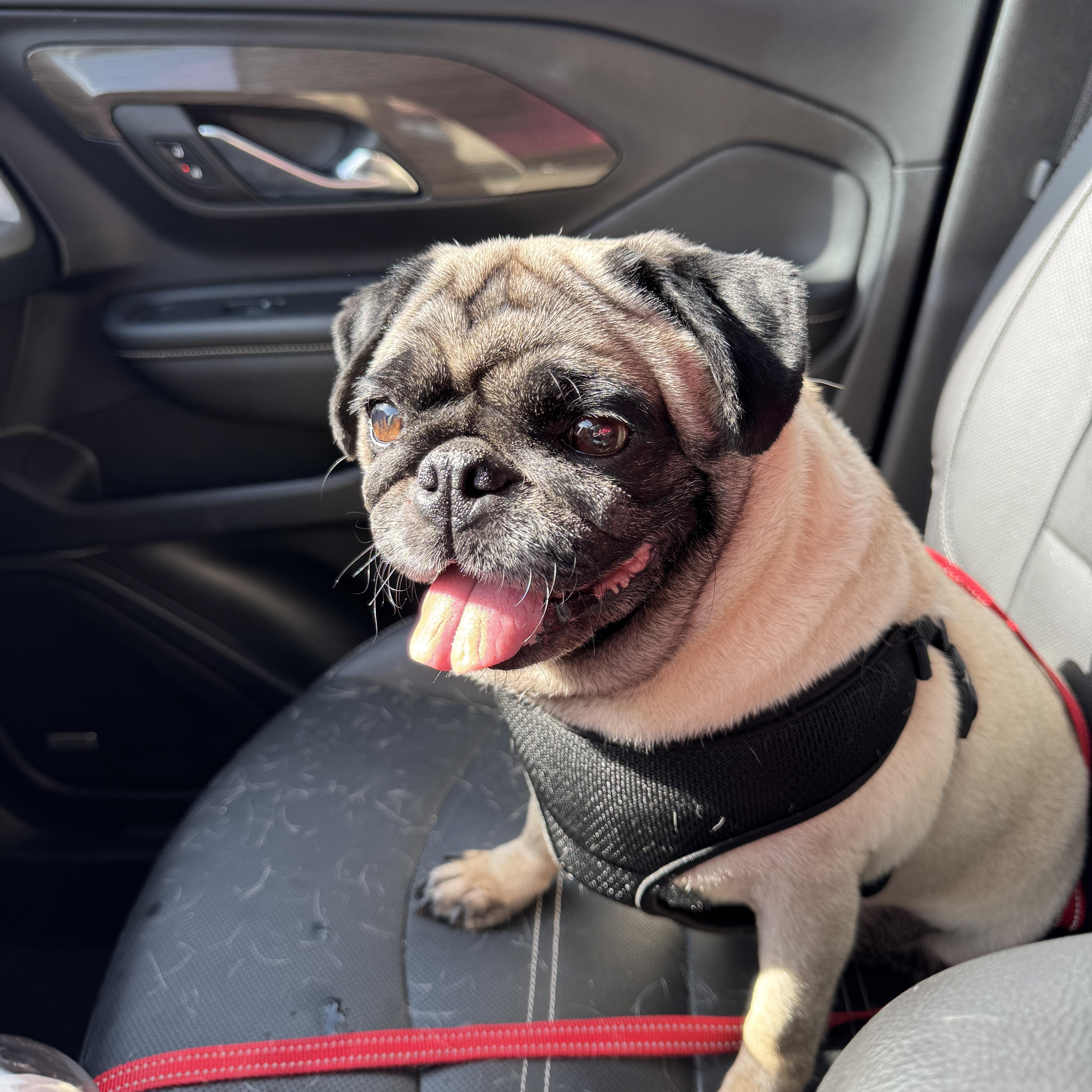 Hazel, a Adopted Pug in Fort Calhoun, NE image 5/6