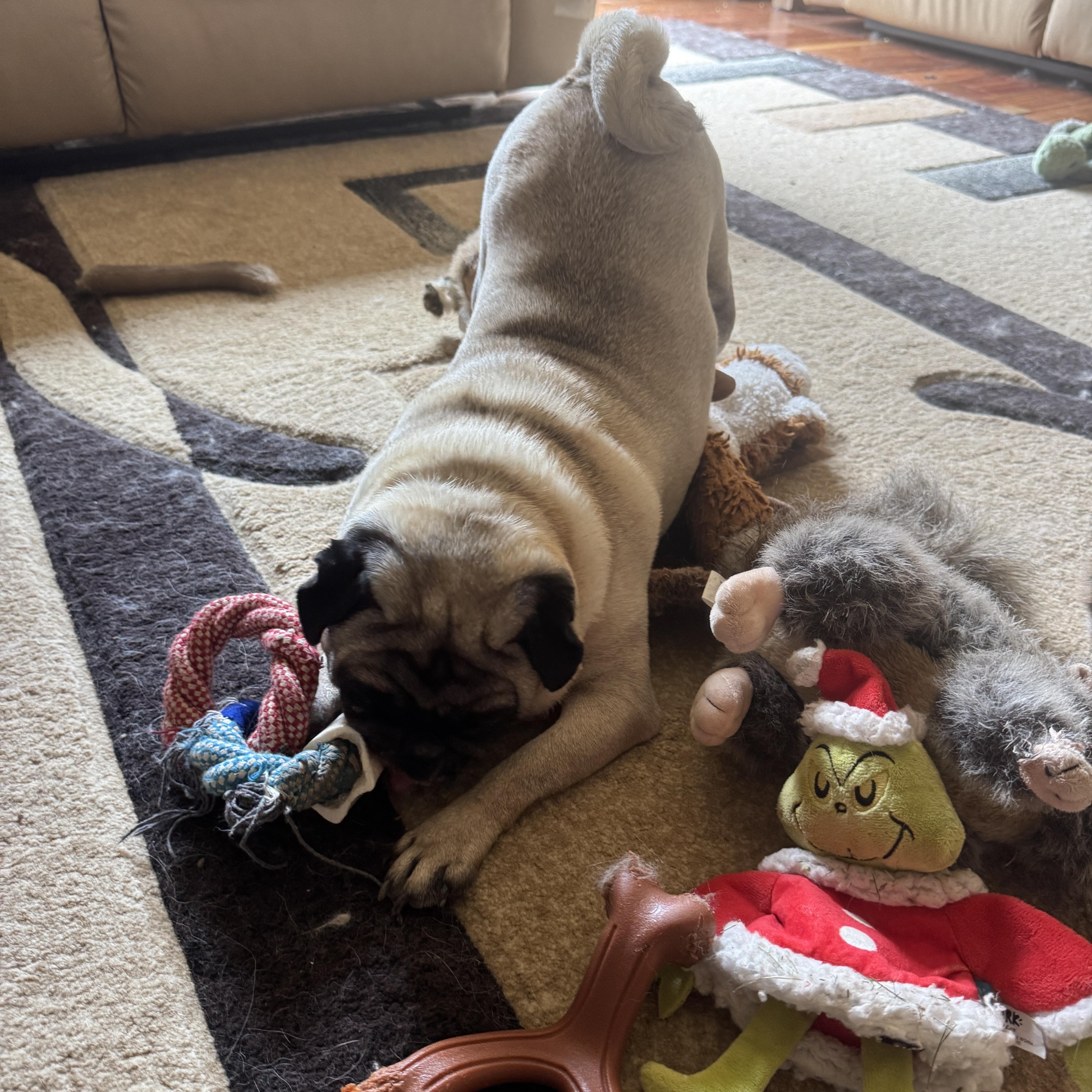 Hazel, a Adopted Pug in Fort Calhoun, NE image 6/6