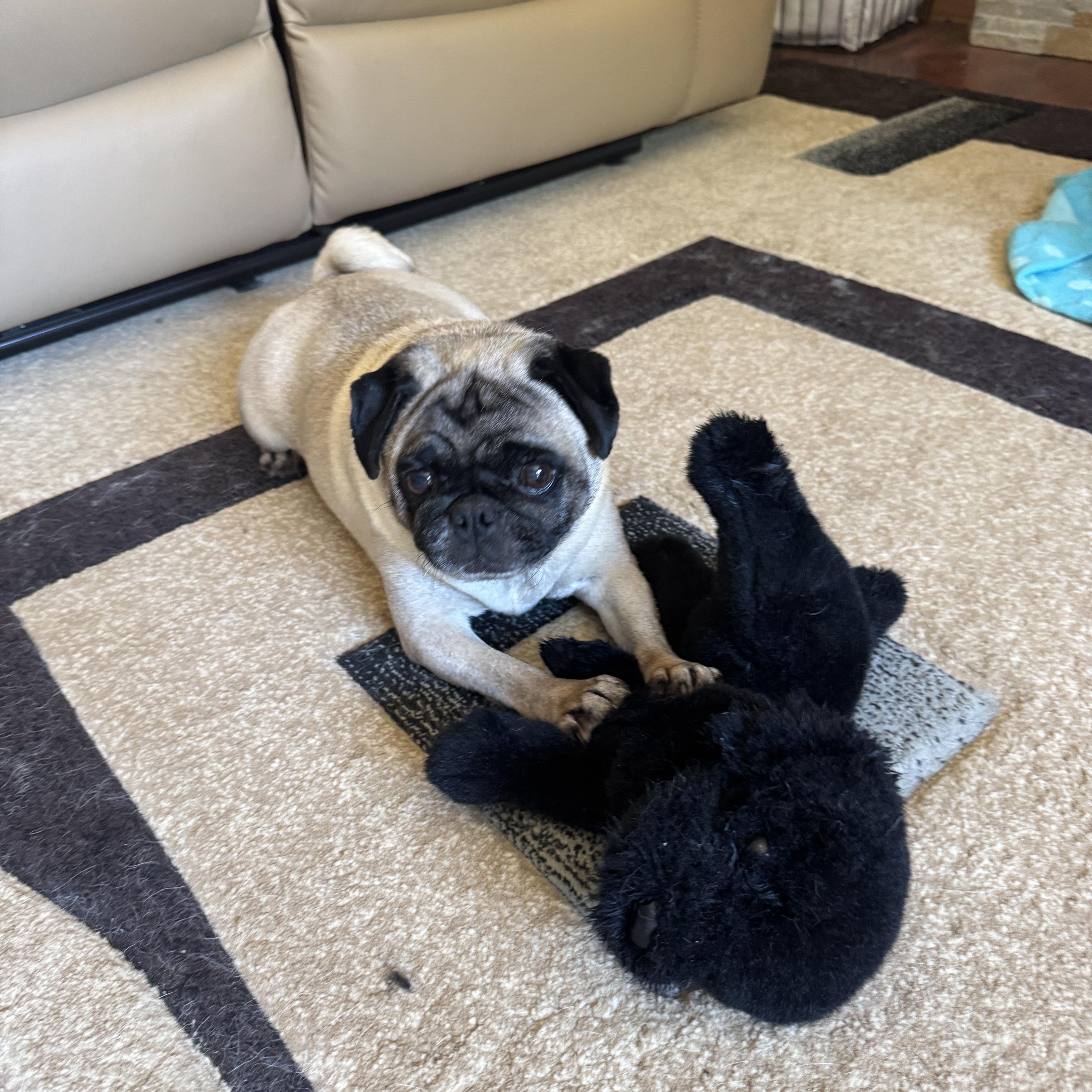 Hazel, a Adopted Pug in Fort Calhoun, NE image 4/6