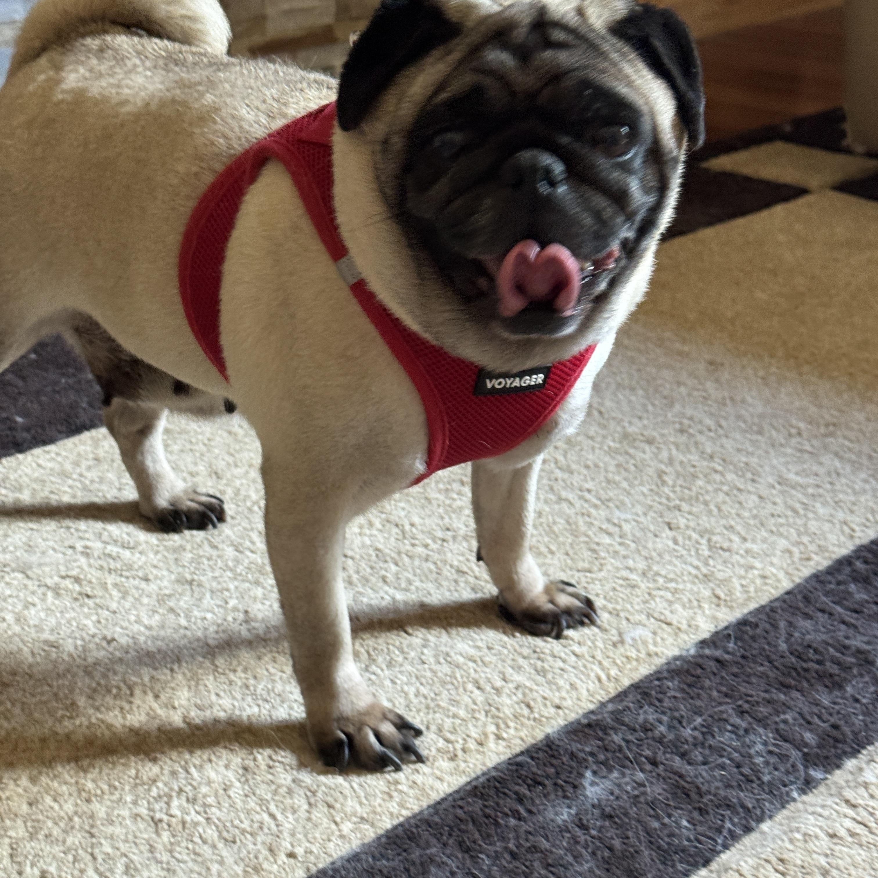 Hazel, a Adopted Pug in Fort Calhoun, NE image 2/6