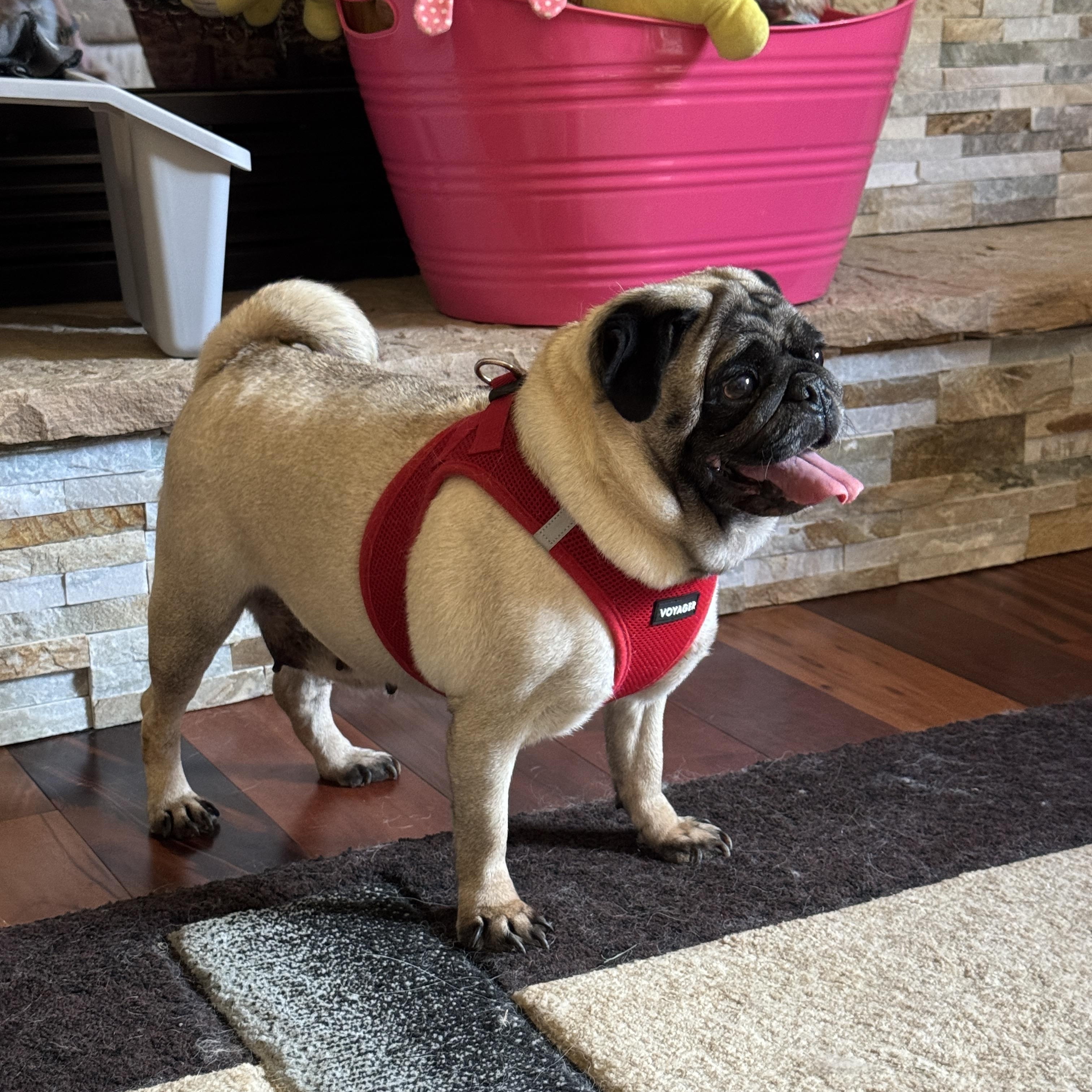Hazel, a Adopted Pug in Fort Calhoun, NE image 3/6