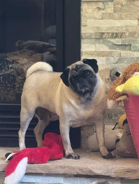 Hazel, a Adopted Pug in Fort Calhoun, NE image 1/6