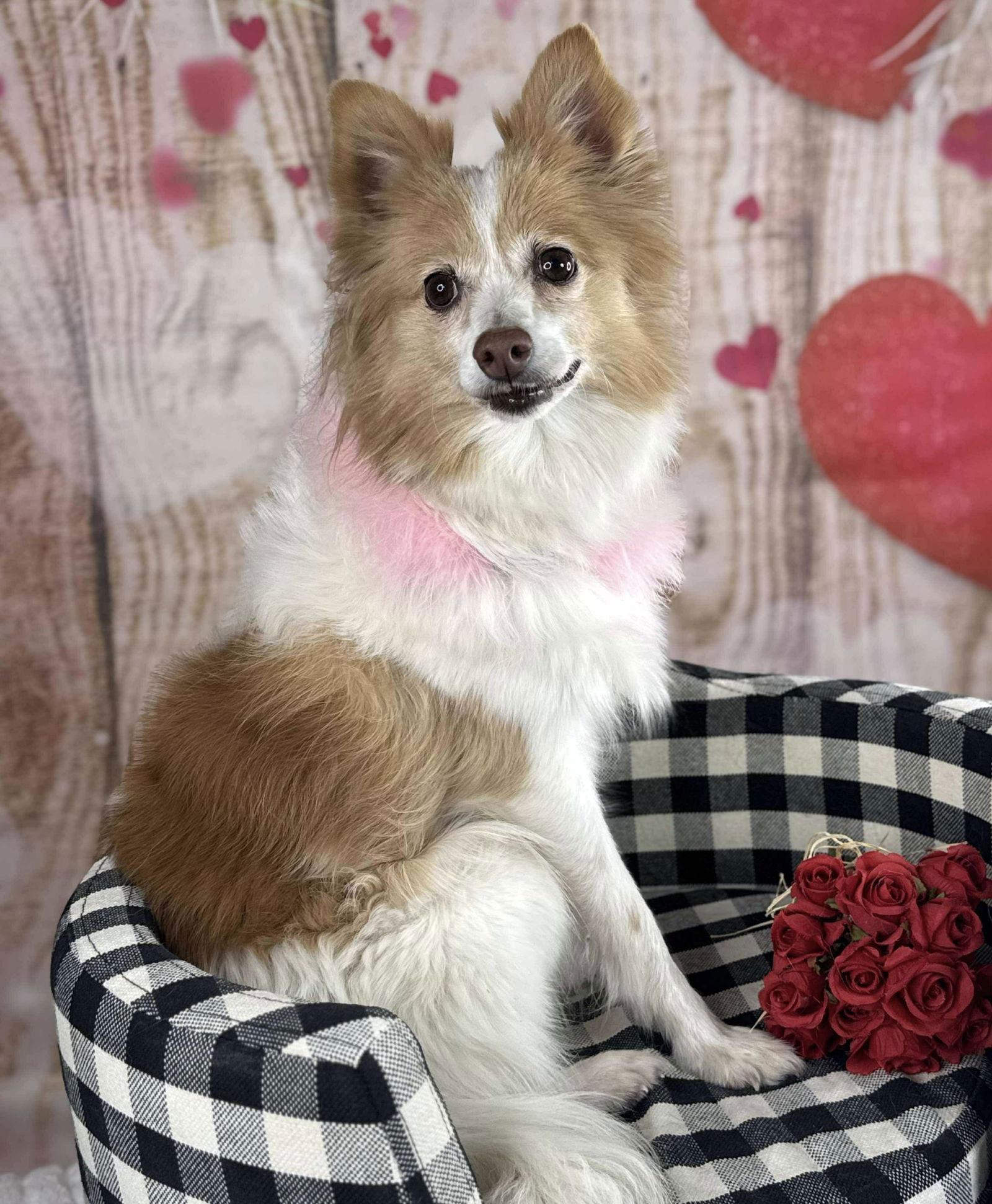 Pippi, Adoptable, Senior Female Pomeranian.