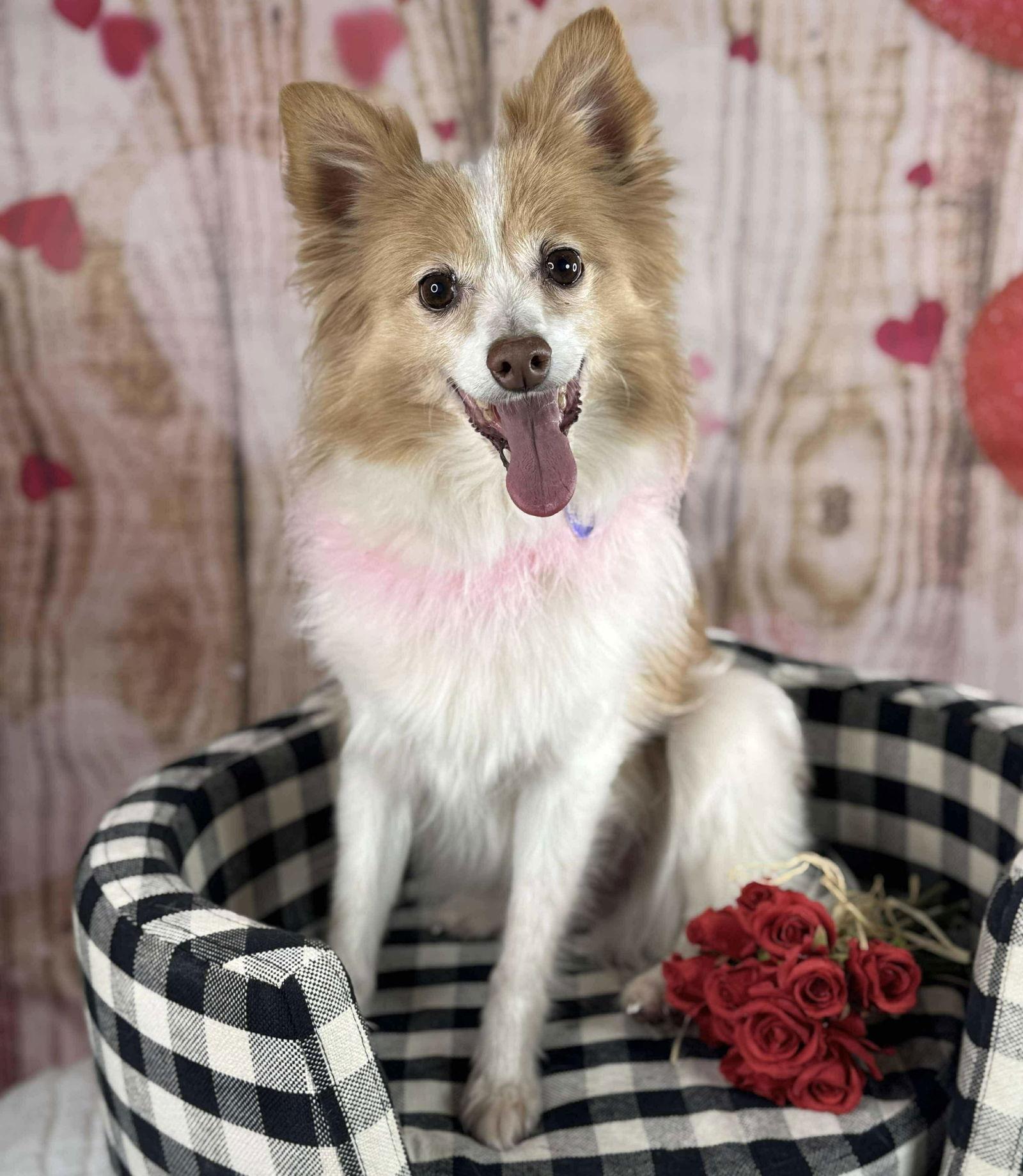 Enlarge Pippi, a Adoptable Pomeranian in Garland, TX image 2/3