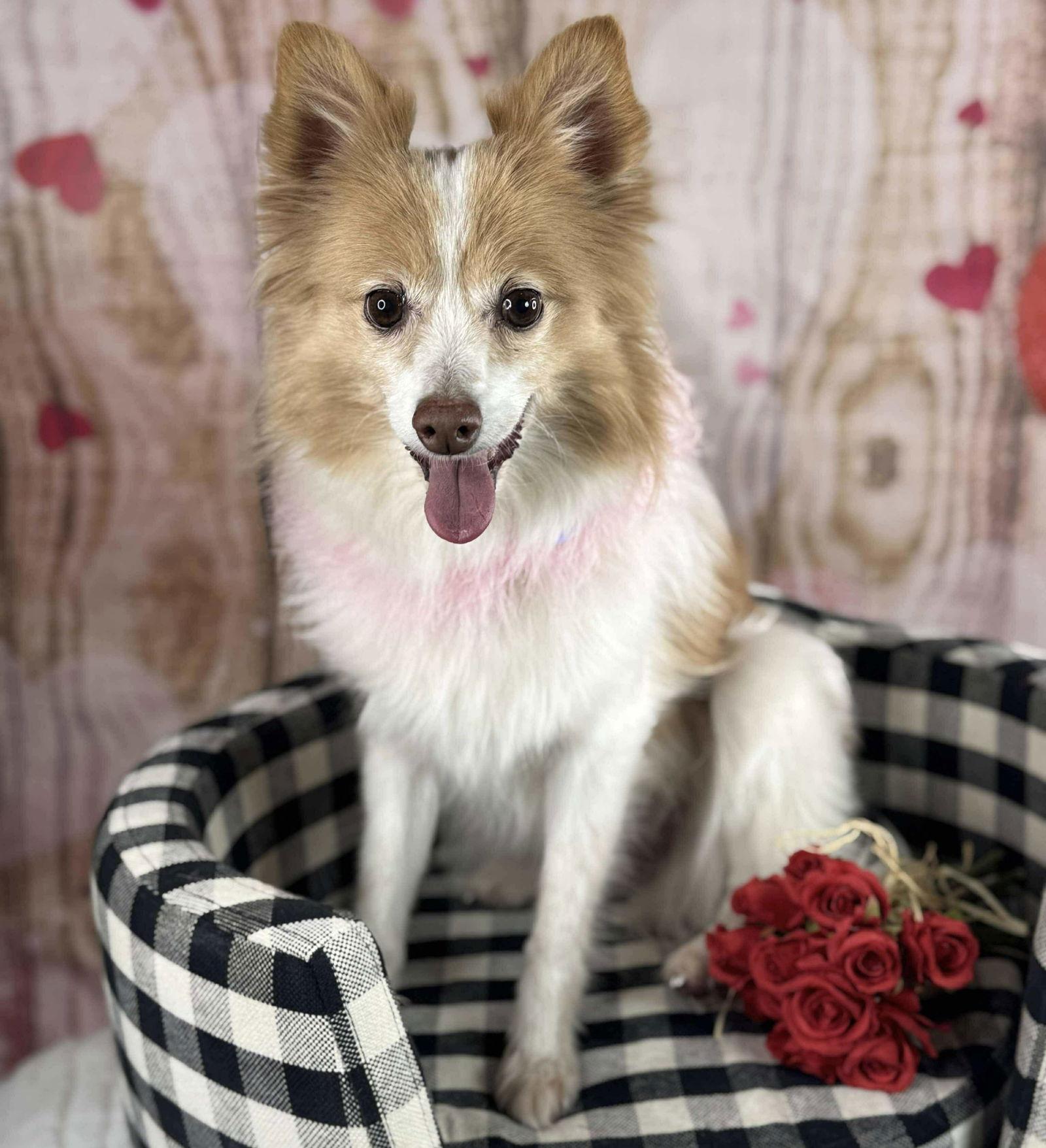 Pippi, Adoptable, Senior Female Pomeranian.
