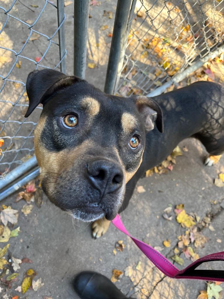 Enlarge Rocco" Biggy, a Adoptable Pit Bull Terrier in Berlin, MD image 1/1