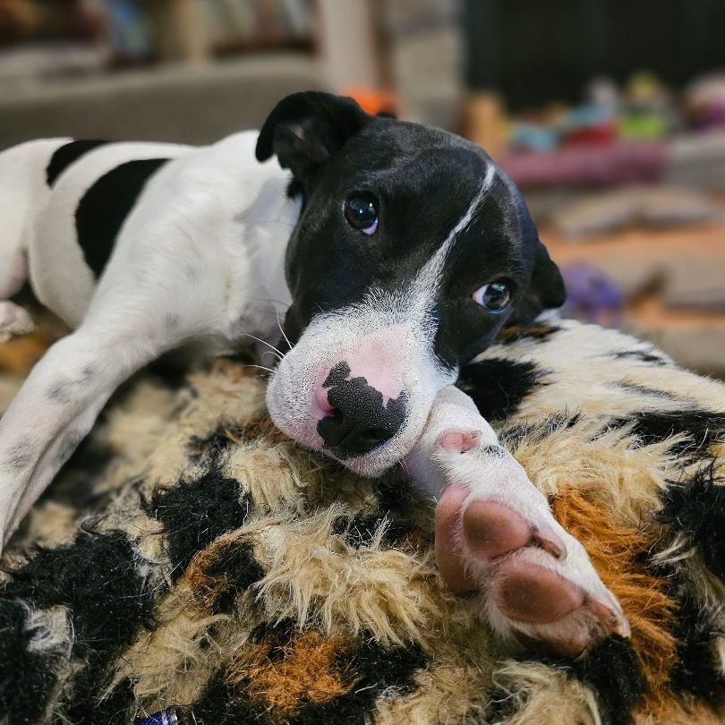 Libby, Adopted, Puppy Female Terrier & Hound.