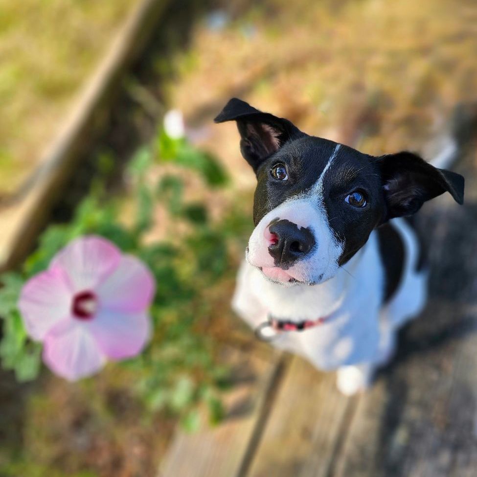 Enlarge Libby, a Adopted mixed breed in Tabor City, NC image 3/11