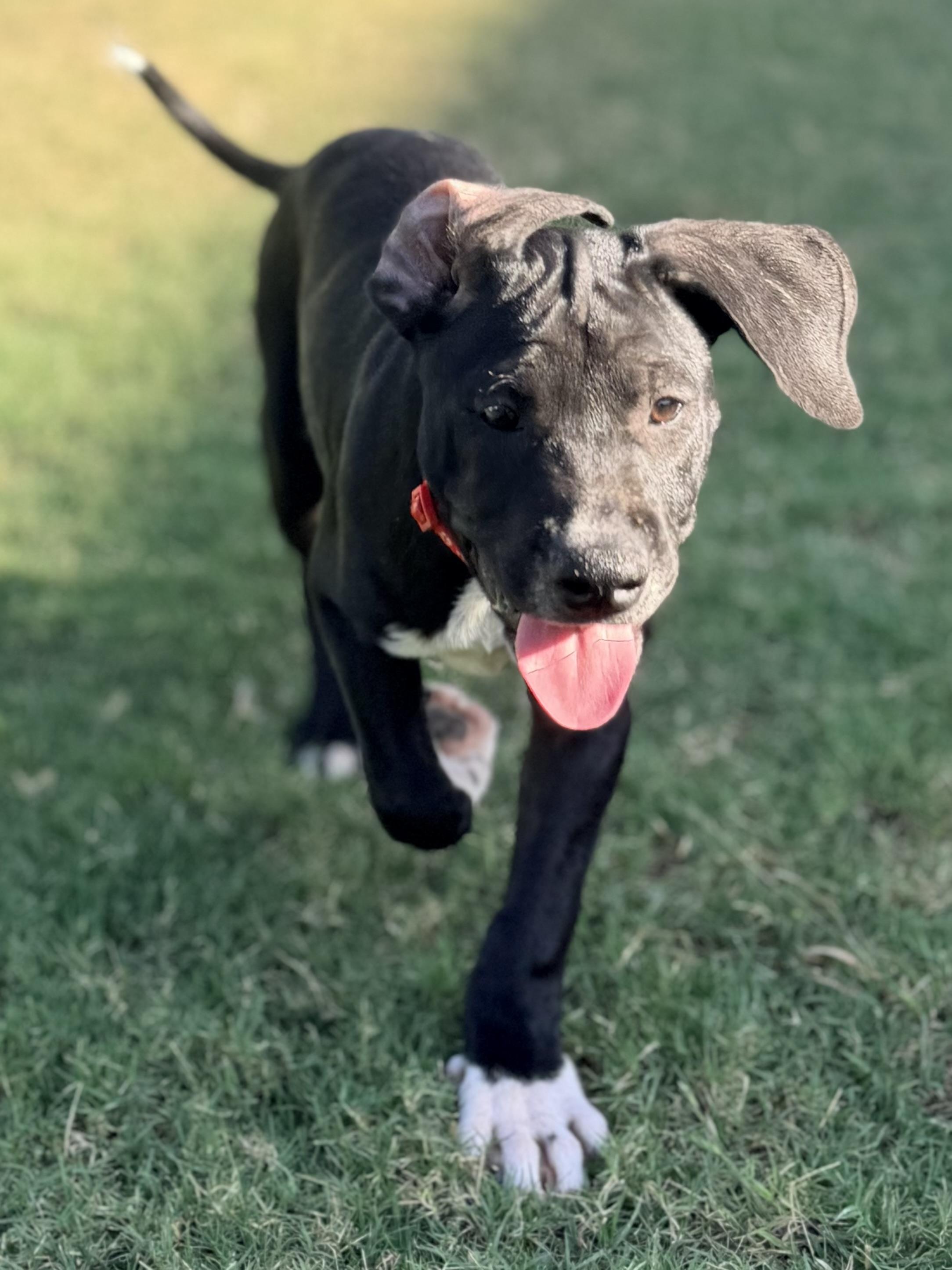 Enlarge Zander, an adopted mixed breed in Gilbert, AZ image 4/6