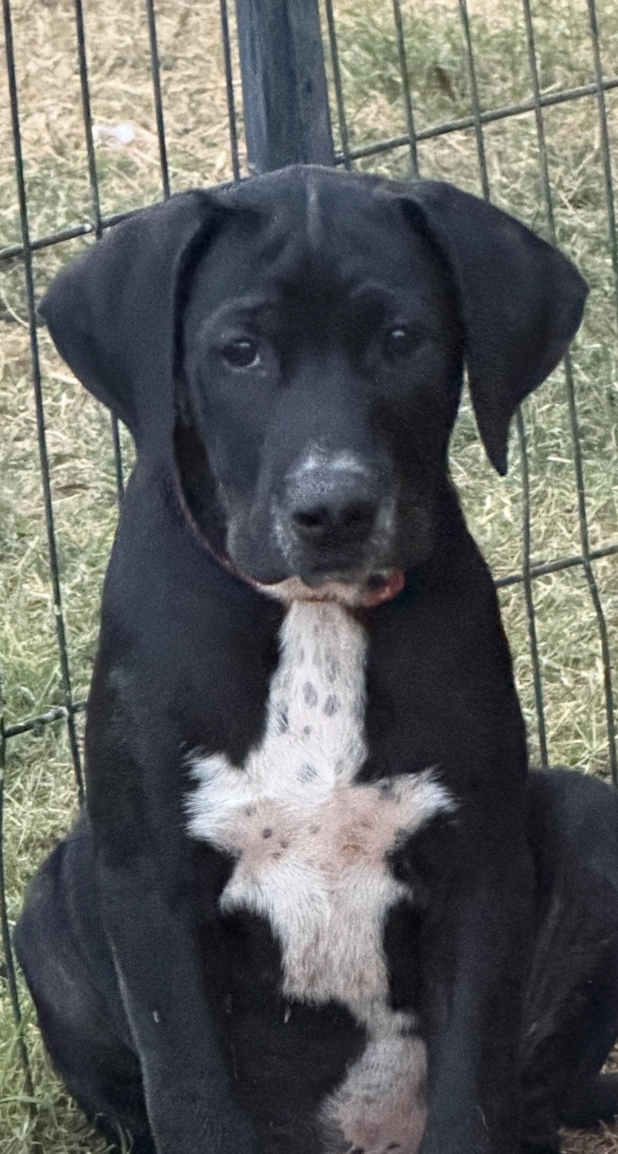 Enlarge Zander, an adopted mixed breed in Gilbert, AZ image 5/6