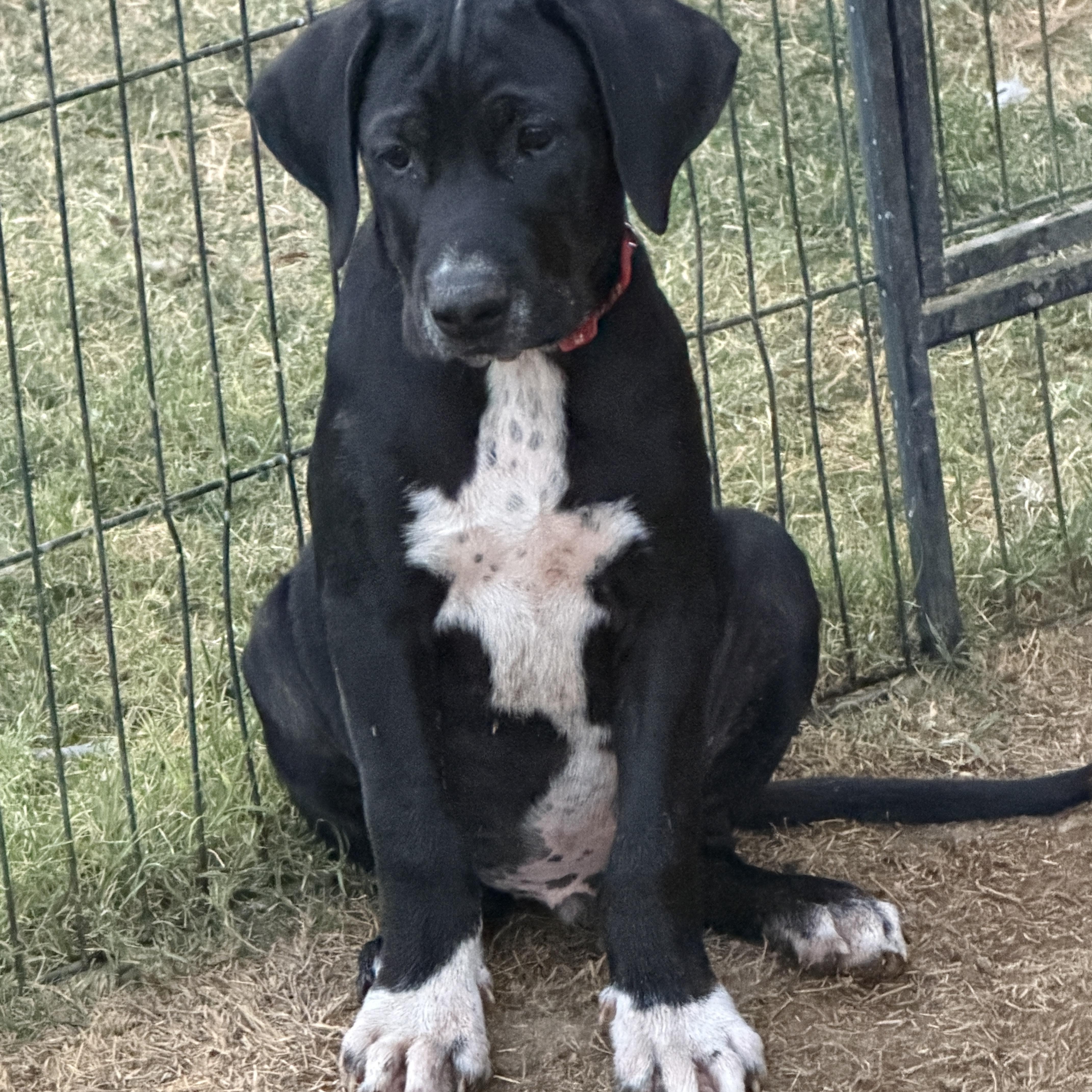 Enlarge Zander, an adopted mixed breed in Gilbert, AZ image 6/6