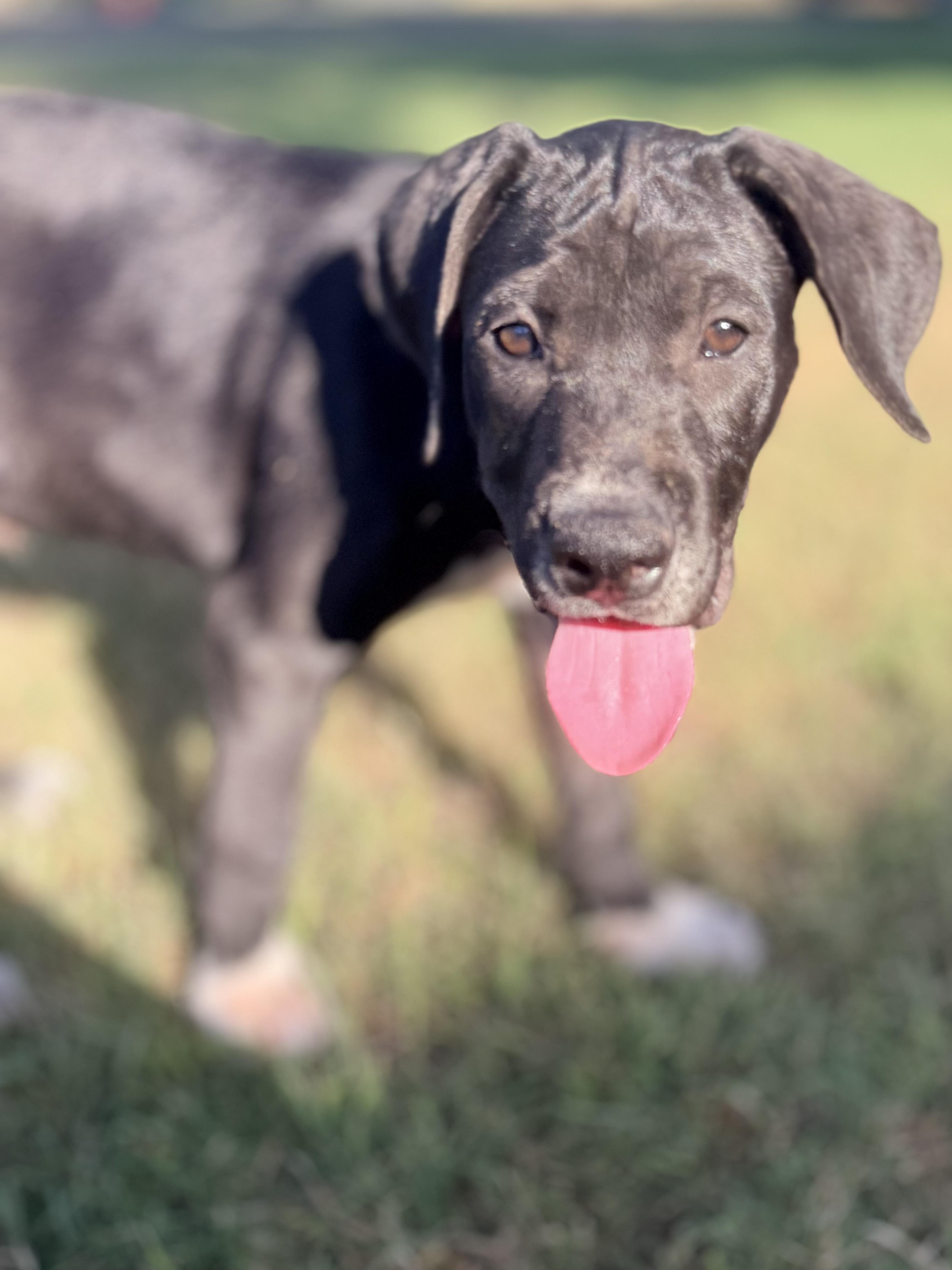 Enlarge Zander, an adopted mixed breed in Gilbert, AZ image 2/6