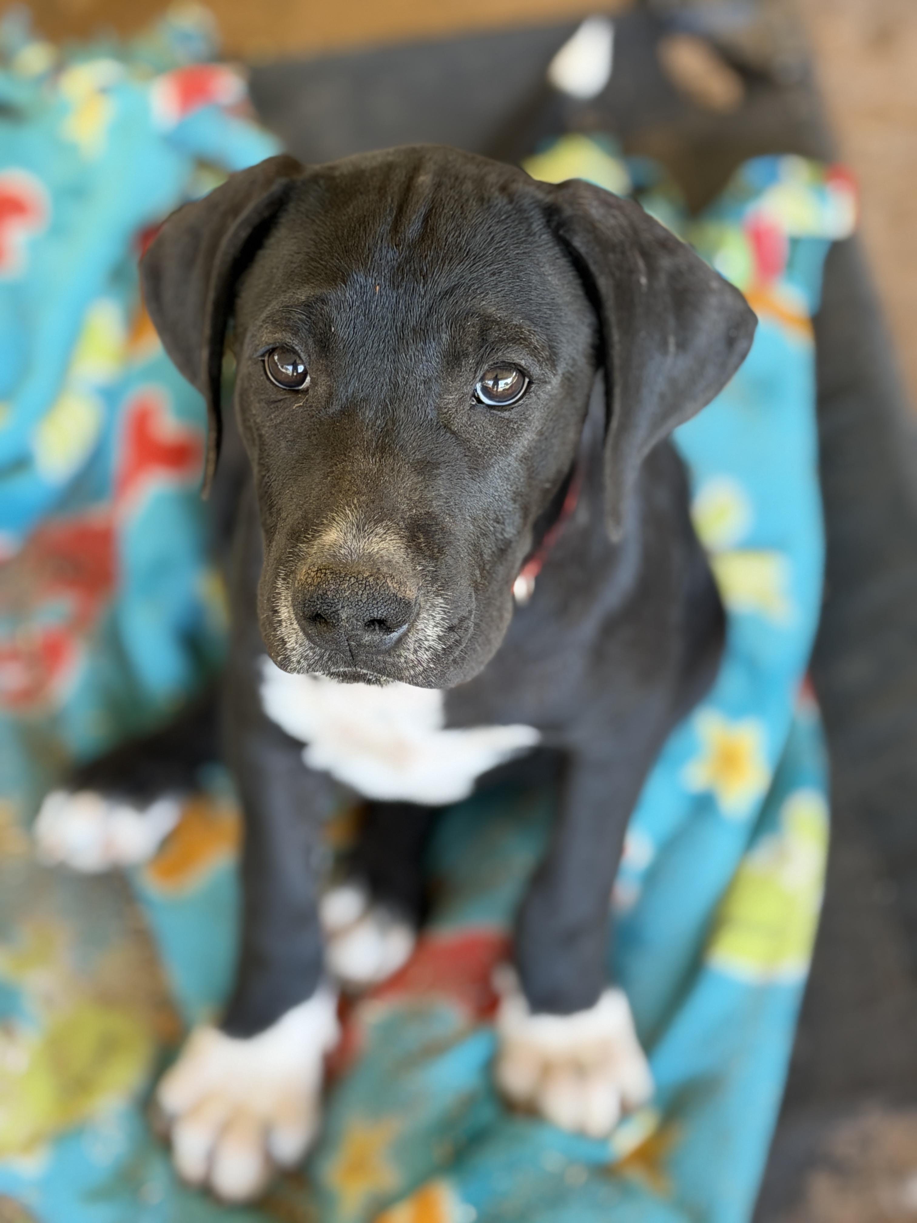 Zander, adopted, Puppy Male Black Labrador Retriever & Great Dane.