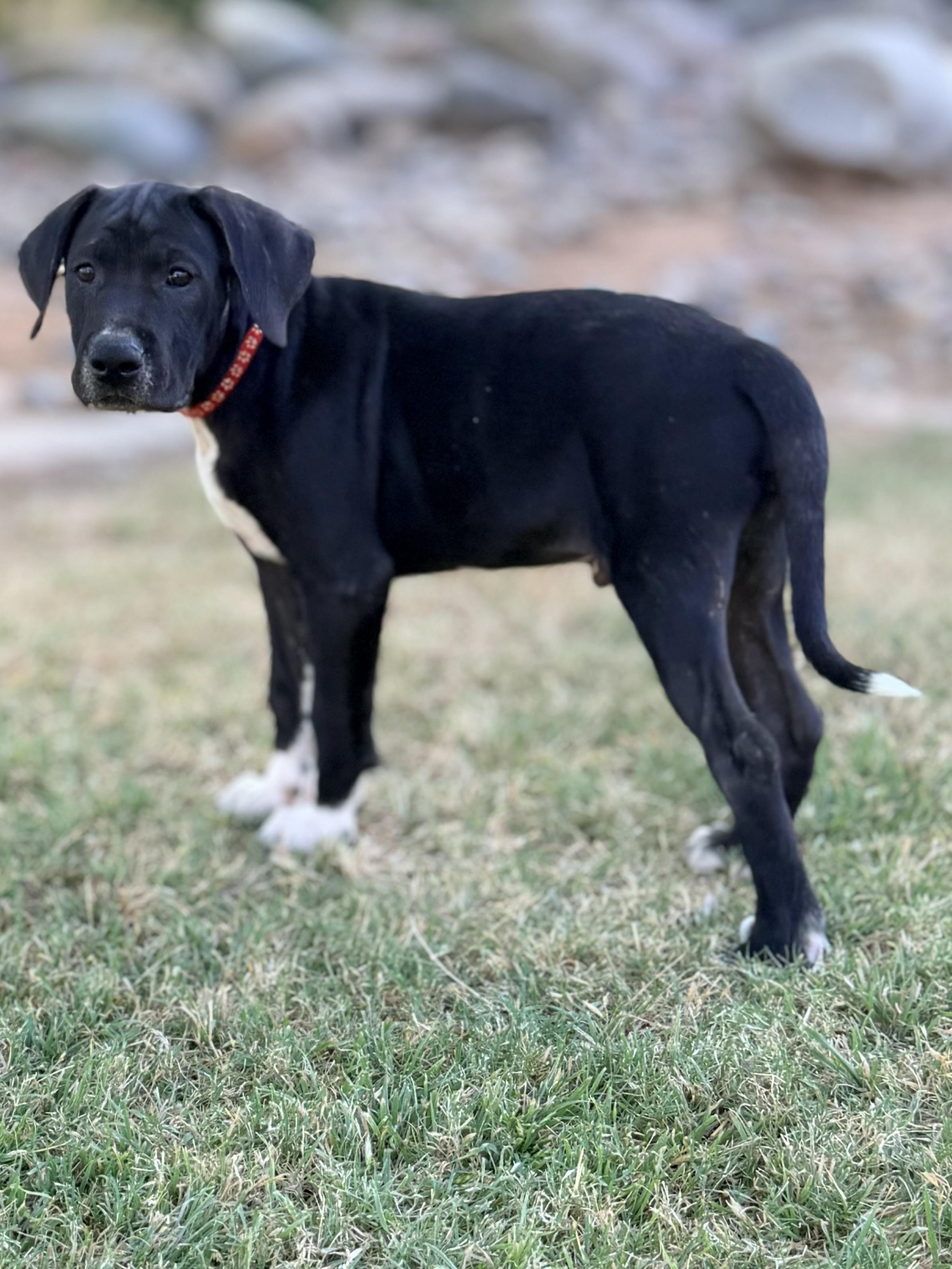 Enlarge Zander, an adopted mixed breed in Gilbert, AZ image 3/6