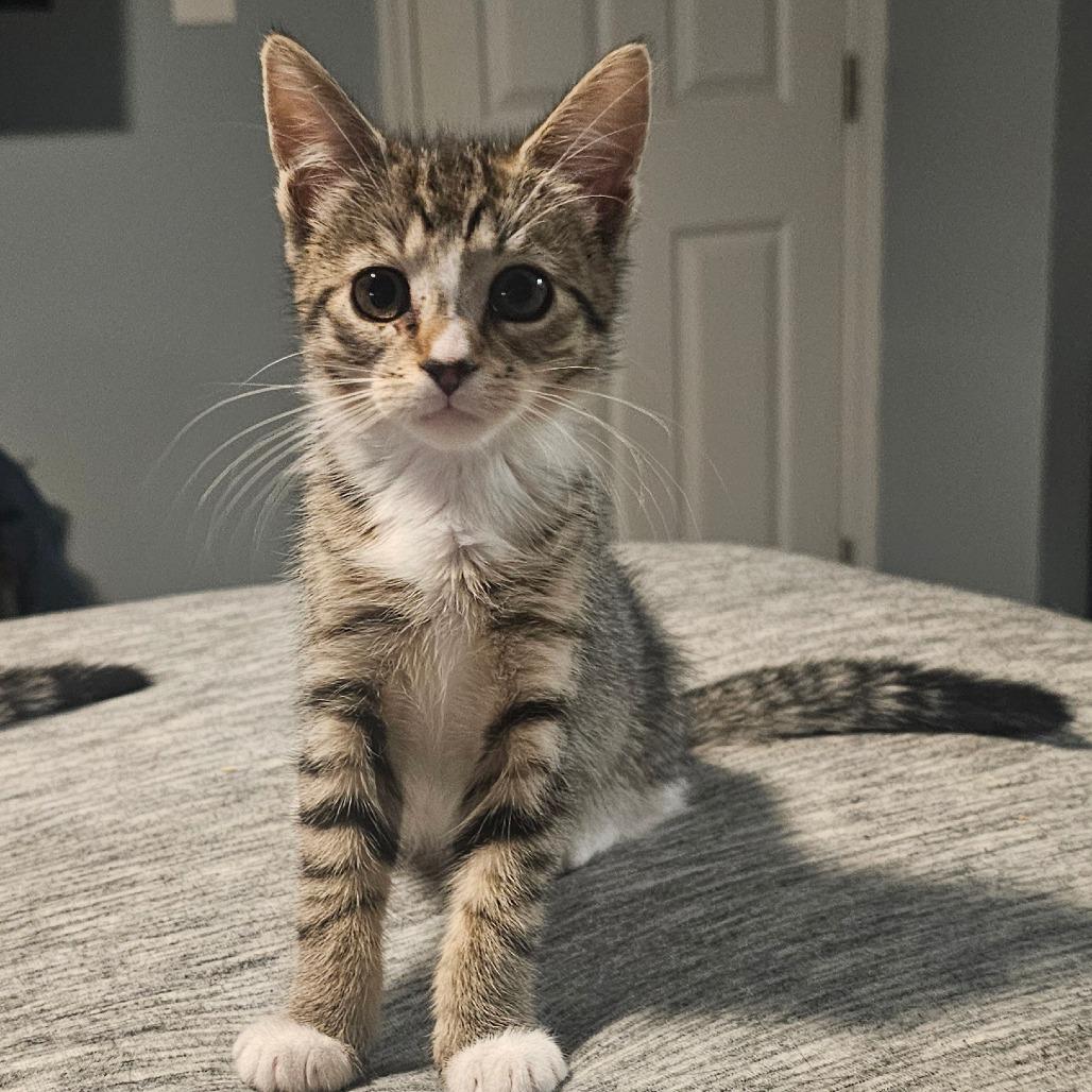 Enlarge Ravenclaw, a Adoptable Domestic Short Hair in Hedgesville, WV image 1/1