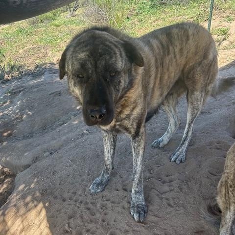 Dozer-Ramona, CA