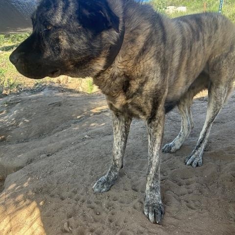 Dozer-Ramona, CA