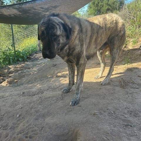 Dozer-Ramona, CA