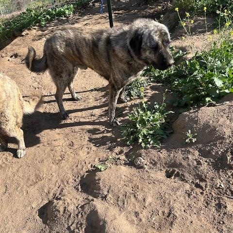 Dozer-Ramona, CA