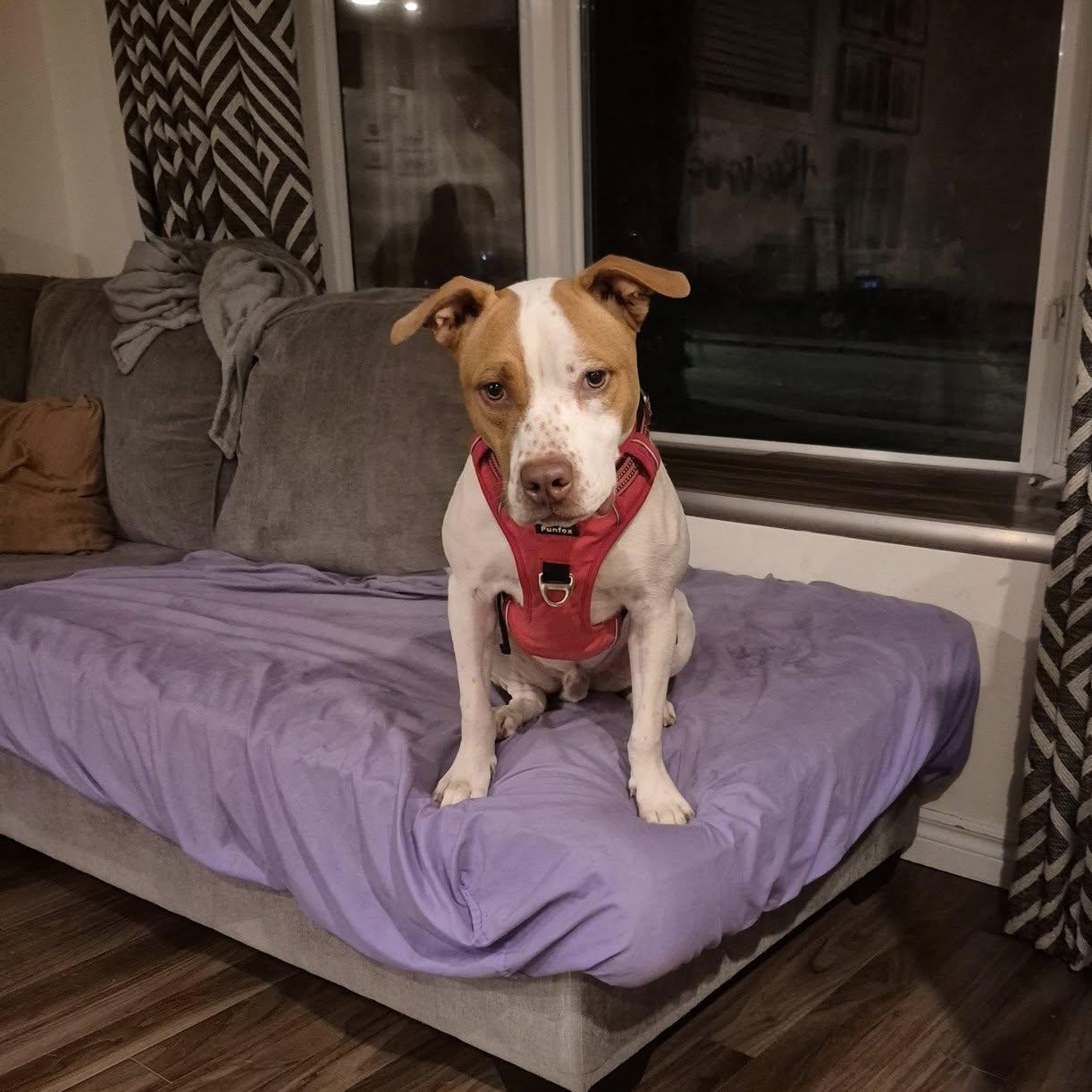 Reno, a Adoptable mixed breed in Woodstock, ON image 1/4