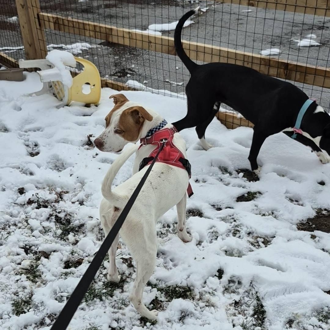 Reno, a Adoptable mixed breed in Woodstock, ON image 4/4