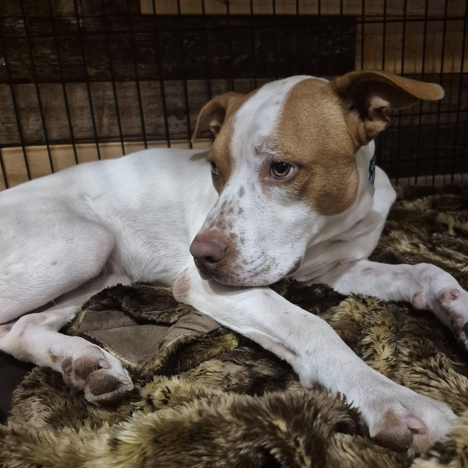 Reno, a Adoptable mixed breed in Woodstock, ON image 3/4