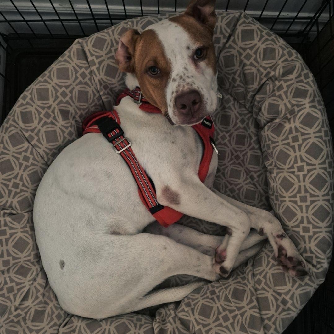 Reno, a Adoptable mixed breed in Woodstock, ON image 2/4