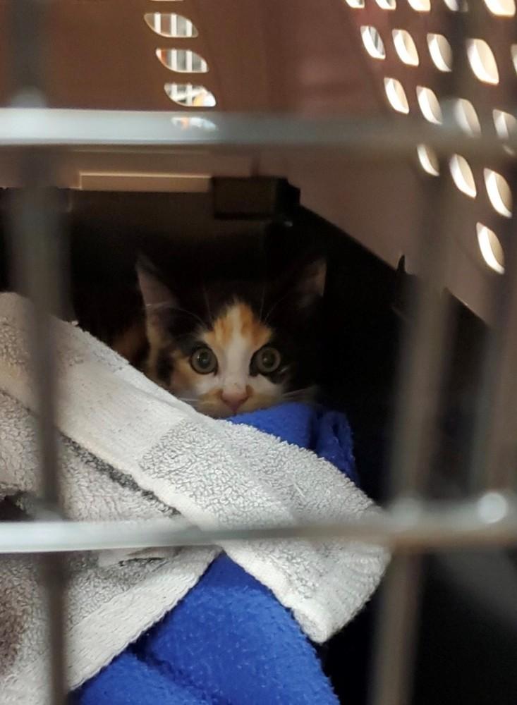 Enlarge Clove - MISSING -, a Adopted Domestic Long Hair in Ferndale, MI image 1/3