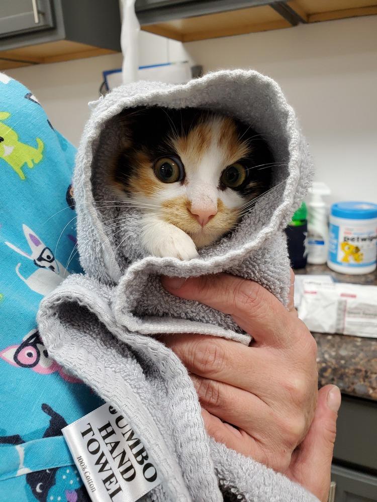 Enlarge Clove - MISSING -, a Adopted Domestic Long Hair in Ferndale, MI image 2/3