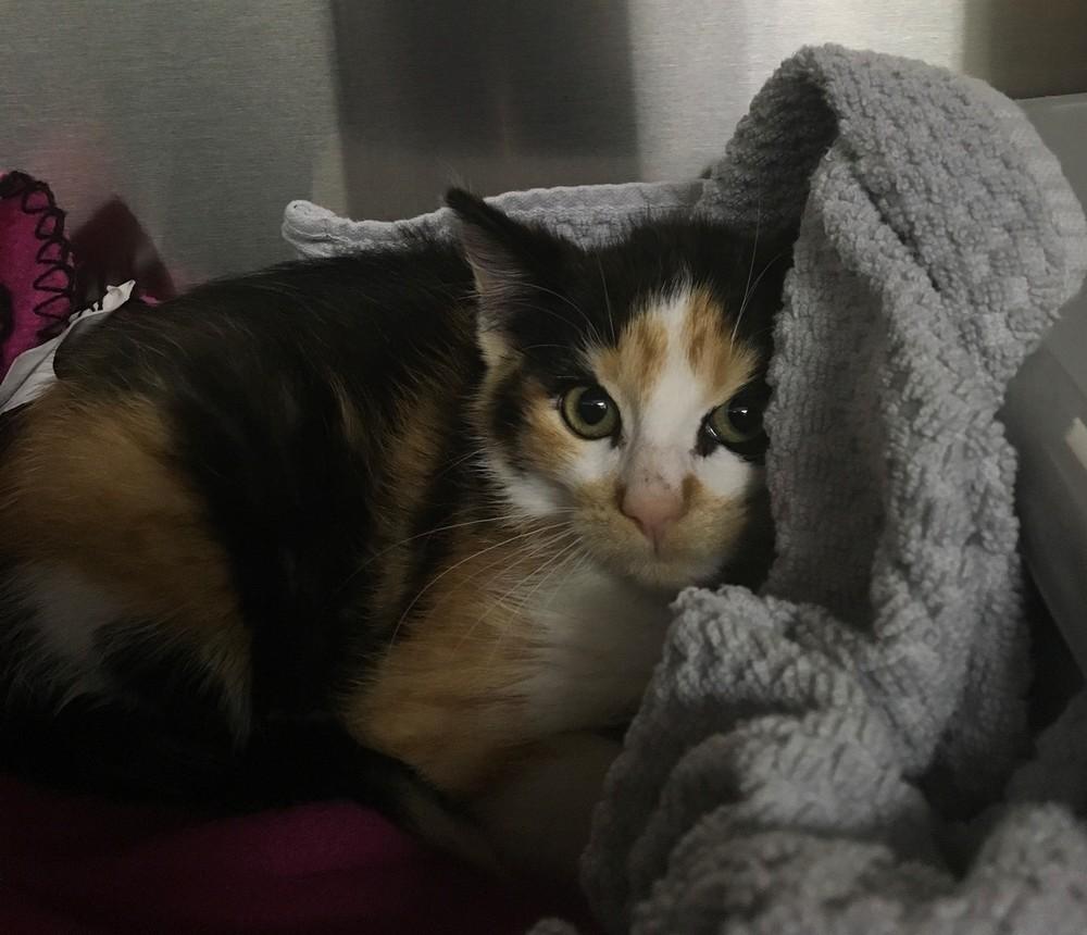 Enlarge Clove - MISSING -, a Adopted Domestic Long Hair in Ferndale, MI image 3/3