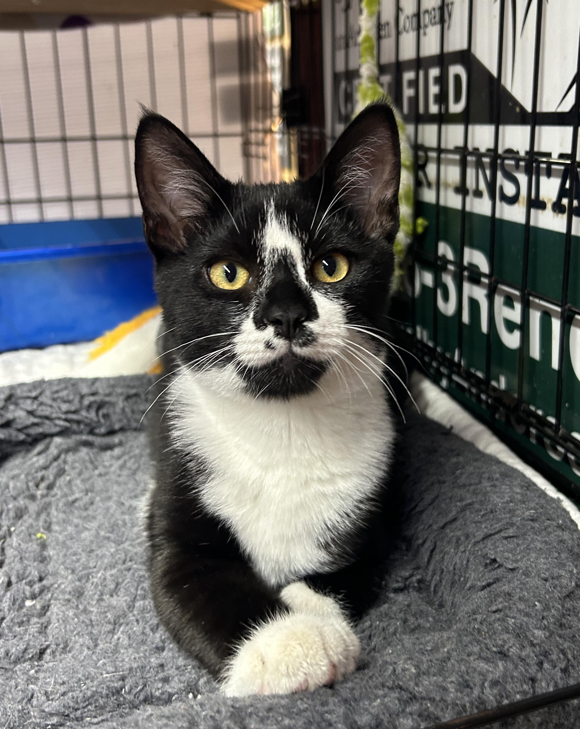 Marco, Adoptable, Kitten Male Domestic Short Hair.