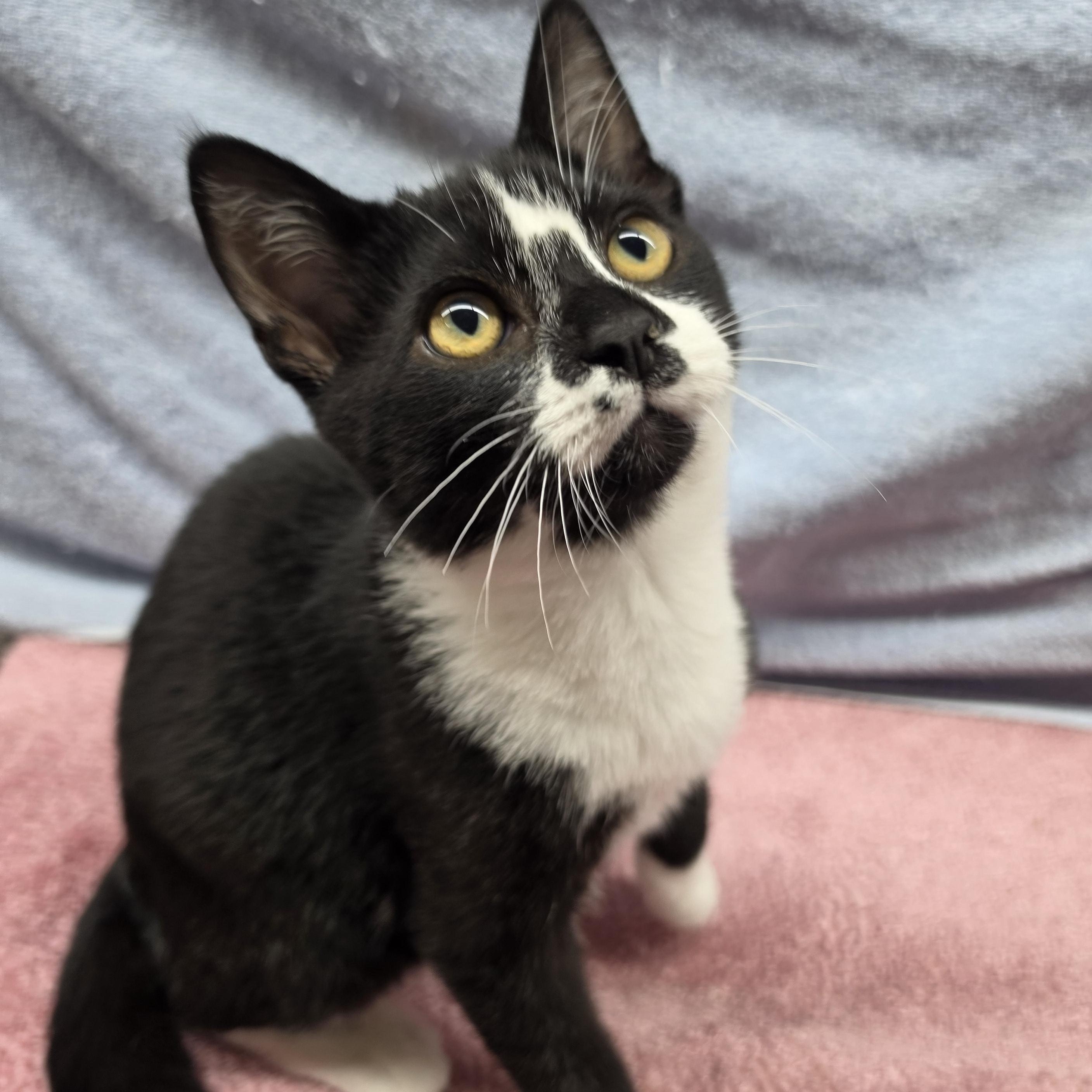 Enlarge Marco, a Adoptable Domestic Short Hair in Avon, OH image 3/6