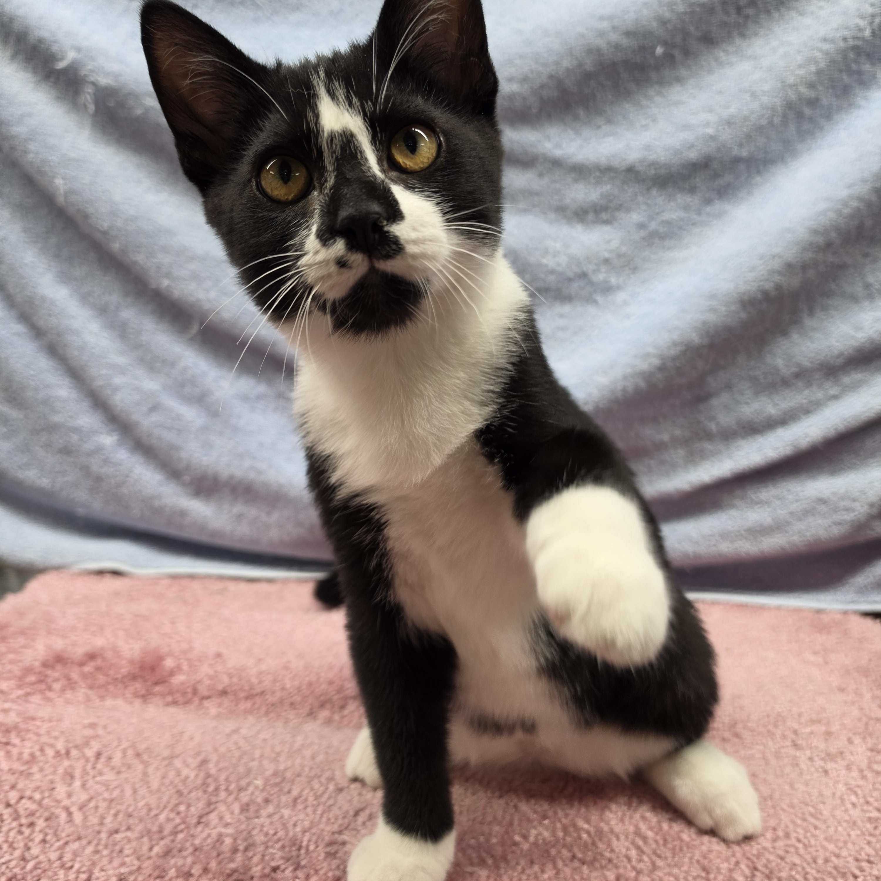 Enlarge Marco, a Adoptable Domestic Short Hair in Avon, OH image 6/6
